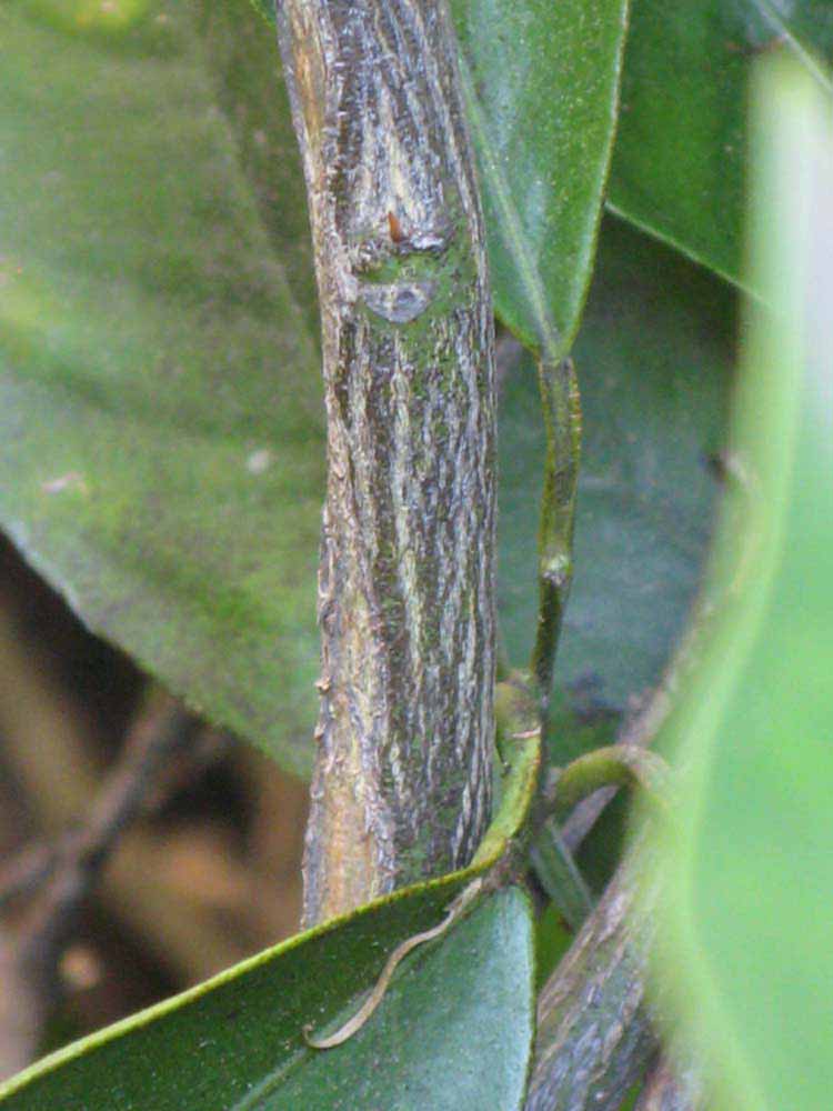              Second - third year twig (Riverside, CA)       